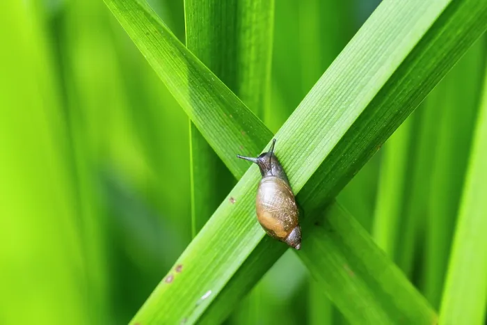 Framed Print : Common amber snail (Succinea putris) resting on Branched bur-reed (Sparganium erectum), Wellington Brook, Herefordshire, England, UK. July