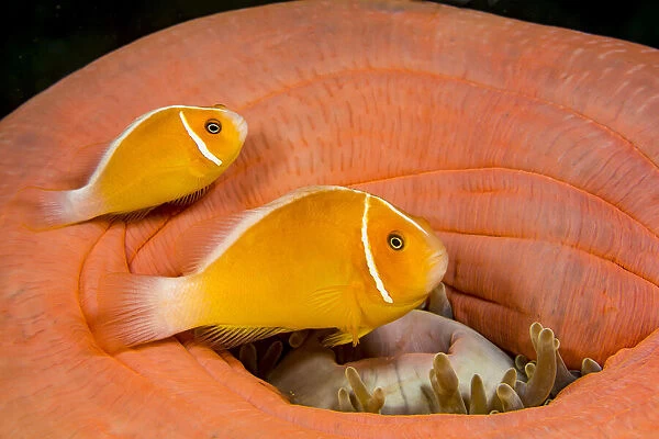 Two Common anemonefish (Amphiprion perideraion) with their host anemone (Heteractis magnifica), Yap, Micronesia, Pacific Ocean