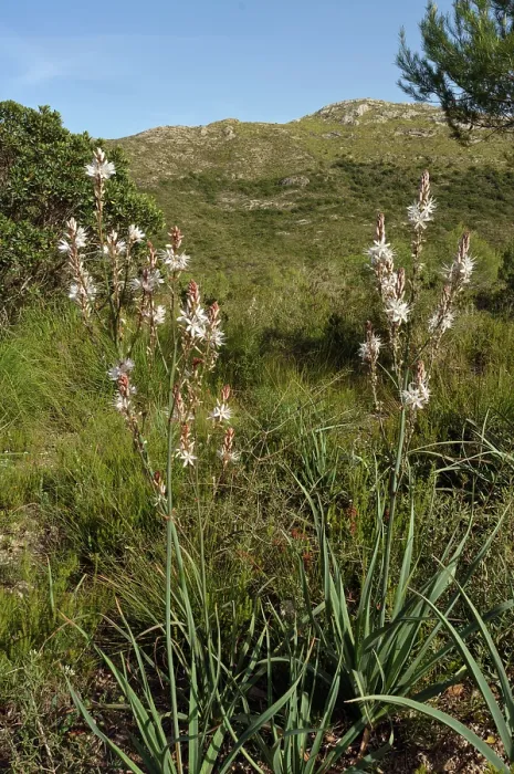 Framed Print : Common asphodel (Asphodelus aestivus) in flower, Parc Natural de la Peninsula de Llevant, Majorca, Balearic Islands. April