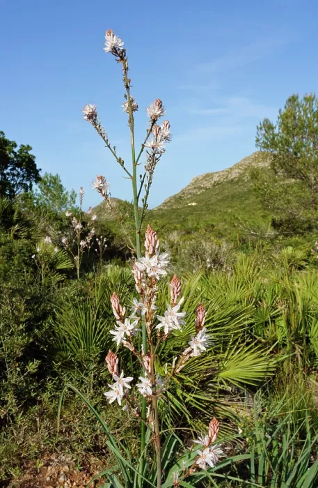 Framed Print : Common asphodel (Asphodelus aestivus) in flower, Parc Natural de la Peninsula de Llevant, Majorca, Balearic Islands. April