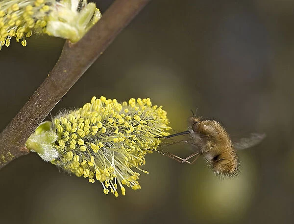 Common bee fly (Bombylius major) nectaring on Goat willow (Salix caprea) catkin. Surrey