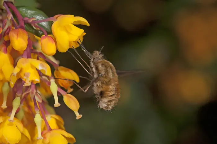 Framed Print : Common bee fly (Bombylius major) nectaring on Darwins barberry (Berberis darwinii) Framed Print : Common bee fly (Bombylius major) nectaring on Darwins barberry (Berberis darwinii)