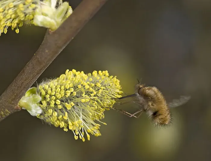 Framed Print : Common bee fly (Bombylius major) nectaring on Goat willow (Salix caprea) catkin. Surrey Framed Print : Common bee fly (Bombylius major) nectaring on Goat willow (Salix caprea) catkin. Surrey