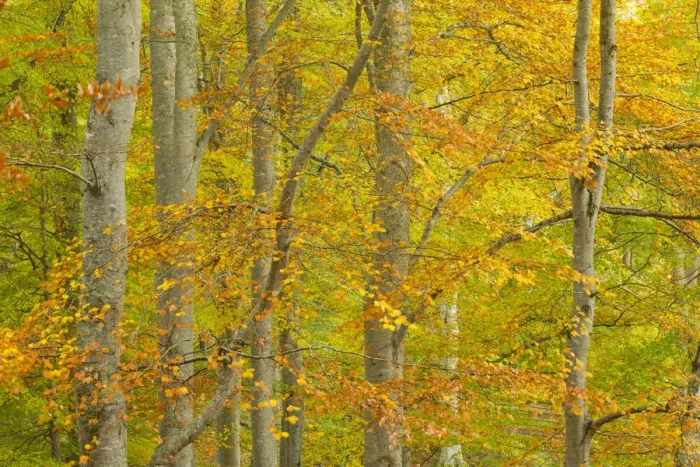 Framed Print : Common beech (Fagus sylvatica) woodland in autumn, Cairngorms National Park, Scotland Framed Print : Common beech (Fagus sylvatica) woodland in autumn, Cairngorms National Park, Scotland