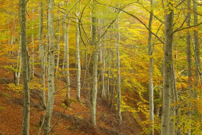 Framed Print : Common beech (Fagus sylvatica) woodland in autumn, Cairngorms National Park, Scotland Framed Print : Common beech (Fagus sylvatica) woodland in autumn, Cairngorms National Park, Scotland