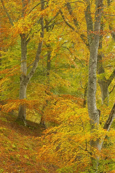 Common beech (Fagus sylvatica) woodland in autumn, Cairngorms National Park, Scotland, UK