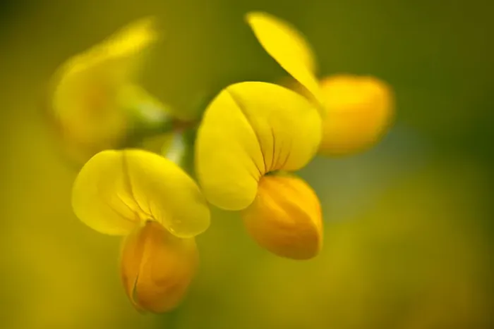 Framed Print : Common Bird s-foot-trefoil (Lotus corniculatus) Nordtirol, Austrian Alps. June Framed Print : Common Bird s-foot-trefoil (Lotus corniculatus) Nordtirol, Austrian Alps. June