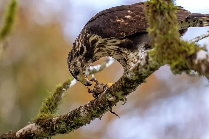 Framed Print : Common black hawk (Buteogallus anthracinus) feeding on toad prey on a perch in the rainforest, Osa Peninsula, Costa Rica Framed Print : Common black hawk (Buteogallus anthracinus) feeding on toad prey on a perch in the rainforest, Osa Peninsula, Costa Rica