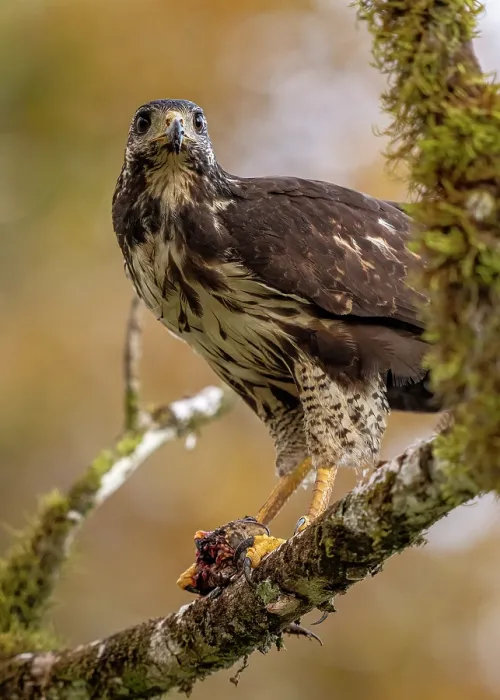 Framed Print : Common black hawk (Buteogallus anthracinus) feeding on toad prey on a perch in the rainforest, Osa Peninsula, Costa Rica Framed Print : Common black hawk (Buteogallus anthracinus) feeding on toad prey on a perch in the rainforest, Osa Peninsula, Costa Rica
