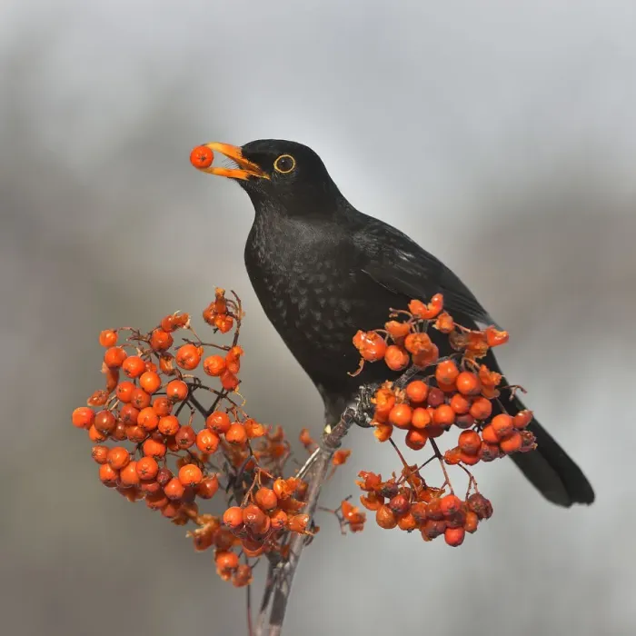 Framed Print : Common blackbird (Turdus merula) feeding on Rowan (Sorbus aucuparia) berries, Leon Framed Print : Common blackbird (Turdus merula) feeding on Rowan (Sorbus aucuparia) berries, Leon
