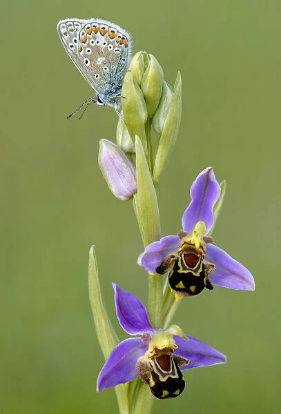 Common blue butterfly {Polyommatus icarus} resting on Bee orchid {Ophrys apifera}