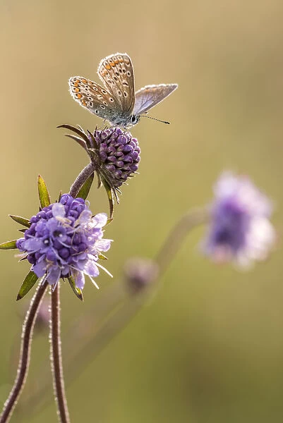 Common blue butterfly (Polyommatus icarus) resting on devils bit scabious (Succisa pratensis)
