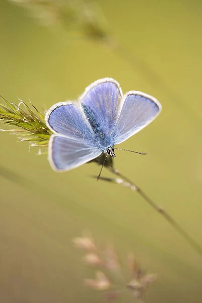 Common blue butterfly (Polyommatus icarus) male basking on grass, Vealand Farm, Holsworthy