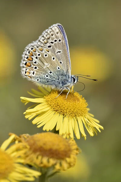 Common blue butterfly (Polyommatus icarus) Feeding from Fleabane flower, Oxfordshire