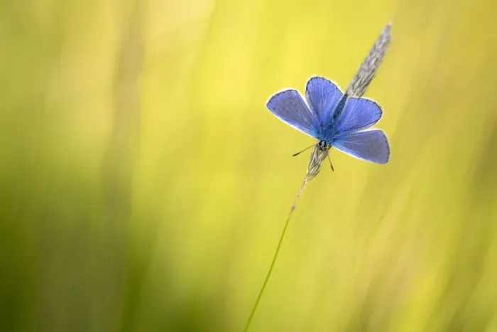 Framed Print : Common blue butterfly (Polyommatus icarus) basking in the evening sunshine, Devon, UK Framed Print : Common blue butterfly (Polyommatus icarus) basking in the evening sunshine, Devon, UK