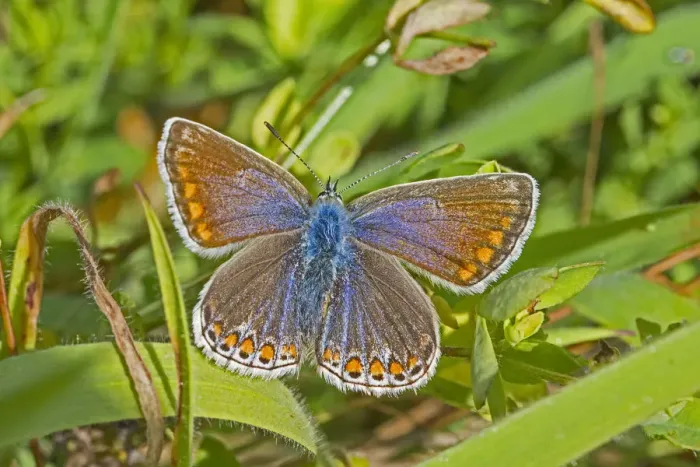 Framed Print : Common blue butterfly (Polyommatus icarus) female, Sutcliffe Park Nature Reserve Framed Print : Common blue butterfly (Polyommatus icarus) female, Sutcliffe Park Nature Reserve