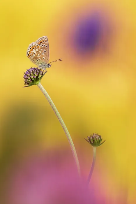 Framed Print : Common blue butterfly (Polyommatus icarus) female, resting on Devil's bit scabious (Succisa pratensis), Vealand Farm, Devon, England, UK. August Framed Print : Common blue butterfly (Polyommatus icarus) female, resting on Devil's bit scabious (Succisa pratensis), Vealand Farm, Devon, England, UK. August