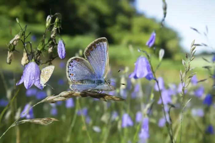 Framed Print : Common blue butterfly (Polyommatus icarus) females awaking at sunrise among Harebells