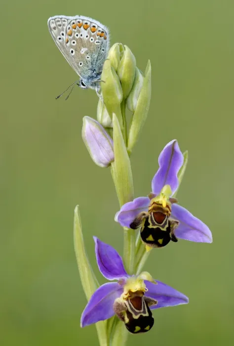 Framed Print : Common blue butterfly {Polyommatus icarus} resting on Bee orchid {Ophrys apifera} Framed Print : Common blue butterfly {Polyommatus icarus} resting on Bee orchid {Ophrys apifera}