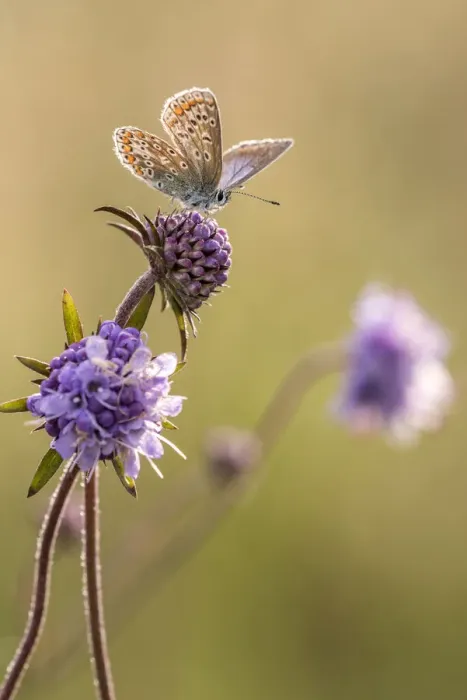 Framed Print : Common blue butterfly (Polyommatus icarus) resting on devils bit scabious (Succisa pratensis) Framed Print : Common blue butterfly (Polyommatus icarus) resting on devils bit scabious (Succisa pratensis)
