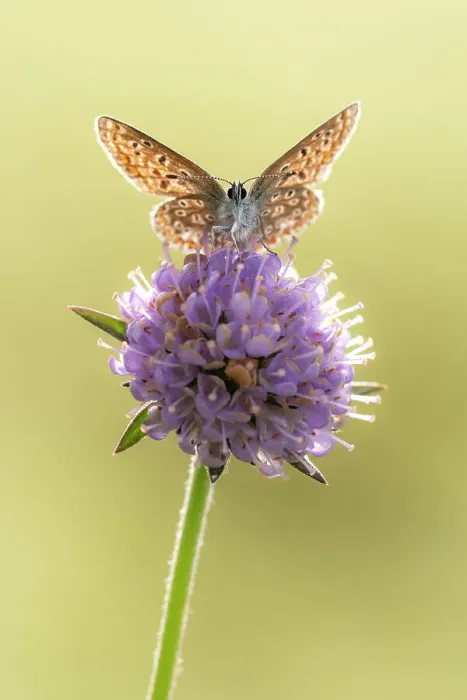 Framed Print : Common blue butterfly (Polyommatus icarus) resting on Devil's bit scabious (Succisa pratensis). Devon, England, UK. August Framed Print : Common blue butterfly (Polyommatus icarus) resting on Devil's bit scabious (Succisa pratensis). Devon, England, UK. August