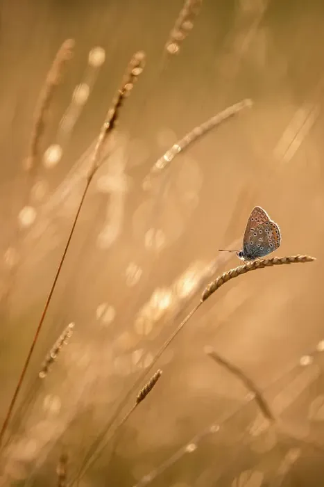 Framed Print : Common blue butterfly (Polyommatus icarus) resting on grasses at sunset, Vealand Farm, Devon, UK. July Framed Print : Common blue butterfly (Polyommatus icarus) resting on grasses at sunset, Vealand Farm, Devon, UK. July