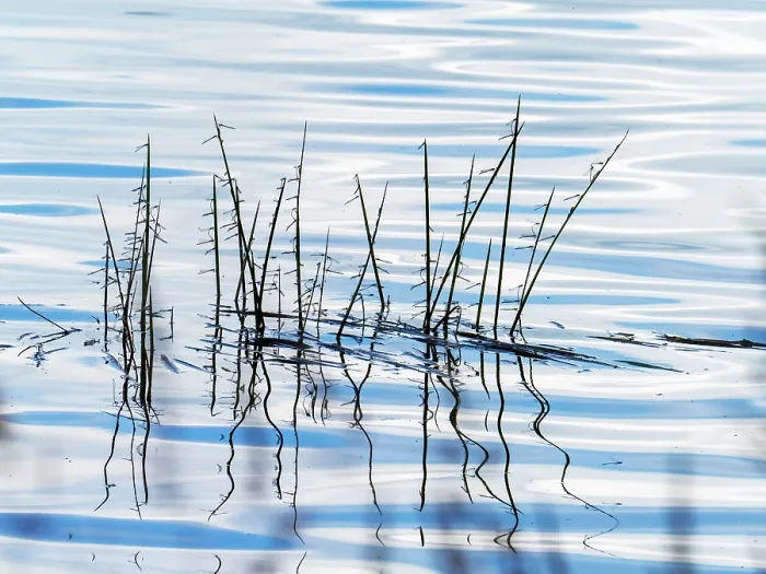 Framed Print : Common blue damselflies (Enallagma cyathigerum) emerging at edge of lake, Swithland Reservoir, Leicestershire, UK. June Framed Print : Common blue damselflies (Enallagma cyathigerum) emerging at edge of lake, Swithland Reservoir, Leicestershire, UK. June
