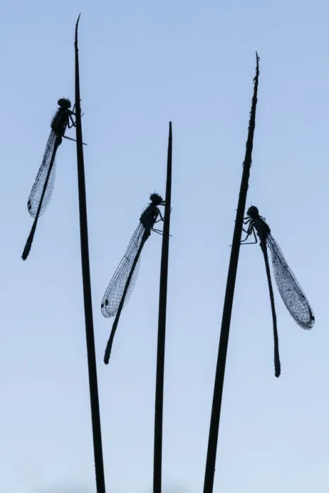 Framed Print : Three common blue damselflies (Enallagma cyathigerum) roosting on sedge Framed Print : Three common blue damselflies (Enallagma cyathigerum) roosting on sedge