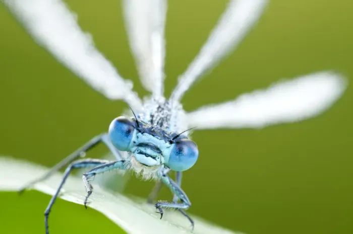 Framed Print : Common blue damselfly (Enallagma cyathigerum), close up portrait. Tamar Lake, Cornwall, UK, June Framed Print : Common blue damselfly (Enallagma cyathigerum), close up portrait. Tamar Lake, Cornwall, UK, June