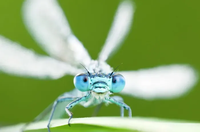 Framed Print : Common blue damselfly (Enallagma cyathigerum), Tamar Lake, Cornwall, England, UK. June 2011. 2020VISION Exhibition Framed Print : Common blue damselfly (Enallagma cyathigerum), Tamar Lake, Cornwall, England, UK. June 2011. 2020VISION Exhibition