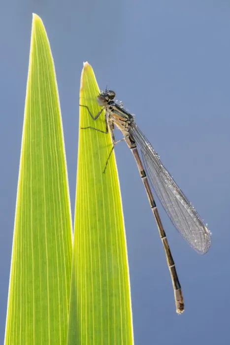 Framed Print : Common blue damselfly (Enallagma cyathigerum), immature  /  newly emerged insect resting