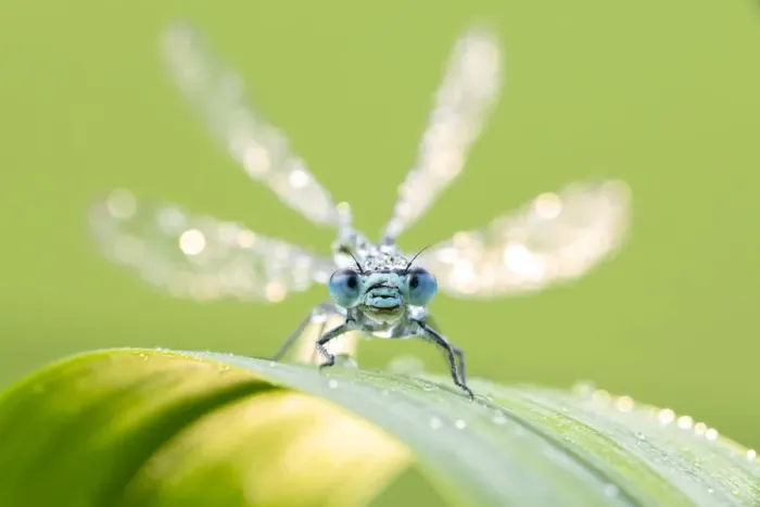 Framed Print : Common blue damselfly (Enallagma cyathigerum) portrait, early morning light, Broxwater Framed Print : Common blue damselfly (Enallagma cyathigerum) portrait, early morning light, Broxwater