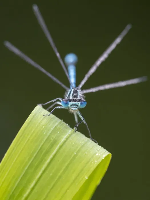 Framed Print : Common blue damselfly (Enallagma cyathigerum) resting on leaf. Cornwall, England, UK. May