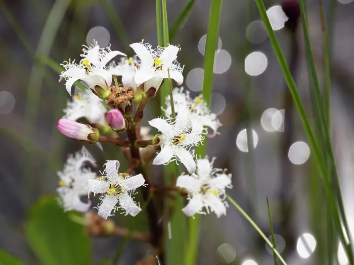 Framed Print : Common bogbean (Menyanthes trifoliata) in flower, Upper Bavaria, Germany. May Framed Print : Common bogbean (Menyanthes trifoliata) in flower, Upper Bavaria, Germany. May