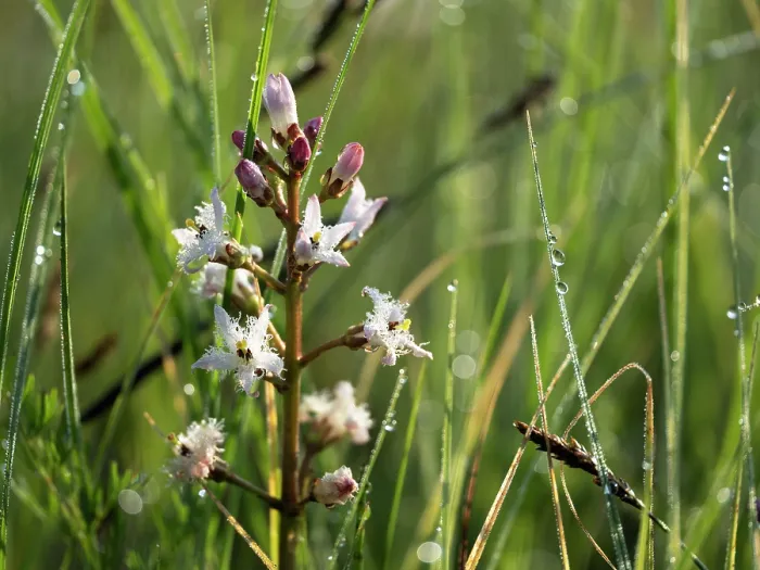 Framed Print : Common bogbean (Menyanthes trifoliata) in flower in grassland, Upper Bavaria, Germany. May Framed Print : Common bogbean (Menyanthes trifoliata) in flower in grassland, Upper Bavaria, Germany. May
