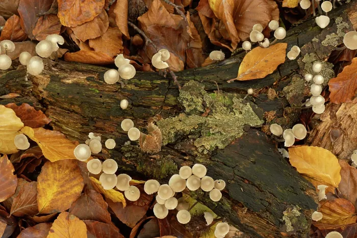 Framed Print : Common bonnet fungi (Mycena galericulata) view from above, growing on branch, Beechwood, Surrey, England. UK. November Framed Print : Common bonnet fungi (Mycena galericulata) view from above, growing on branch, Beechwood, Surrey, England. UK. November
