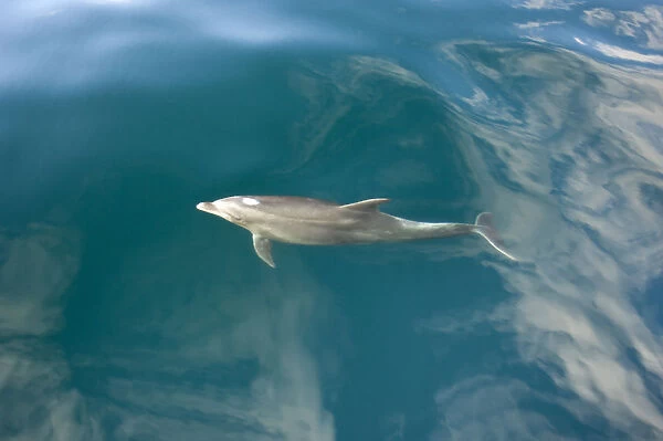 Common bottlenose dolphin (Tursiops truncatus) surfacing, Baja California, Sea of Cortez