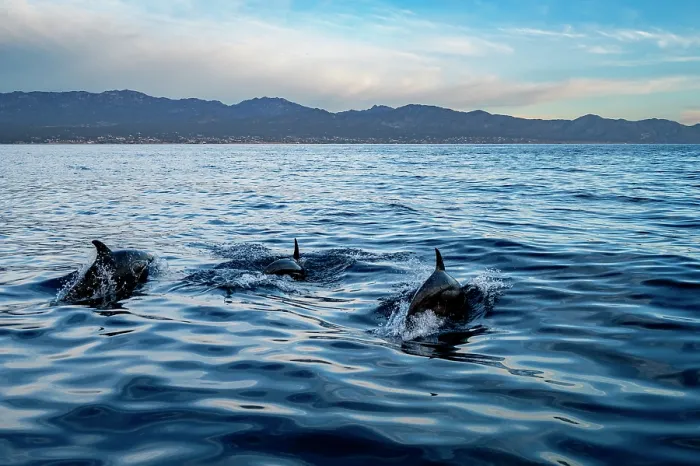 Framed Print : Three Common bottlenose dolphins (Tursiops truncatus) porpoising off the coast of La Ventana, Sea of Cortez, Baja California, Mexico Framed Print : Three Common bottlenose dolphins (Tursiops truncatus) porpoising off the coast of La Ventana, Sea of Cortez, Baja California, Mexico
