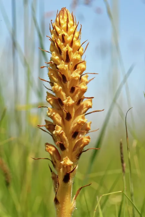 Framed Print : Common broomrape (Orobanche minor) young flowering spike on a chalk grassland slope, Coombe Bisset Down, Cranborne Chase AONB, Wiltshire, England, UK. June Framed Print : Common broomrape (Orobanche minor) young flowering spike on a chalk grassland slope, Coombe Bisset Down, Cranborne Chase AONB, Wiltshire, England, UK. June