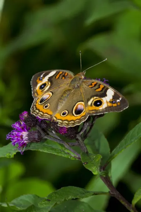 Framed Print : Common buckeye butterfly (Junonia coenia) feeding on Ironweed (Vernonia altissima) flower Framed Print : Common buckeye butterfly (Junonia coenia) feeding on Ironweed (Vernonia altissima) flower