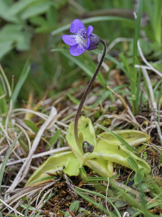 Framed Print : Common butterwort (Pinguicula vulgaris) in flower, Monti della Laga, Abruzzo, Italy. June