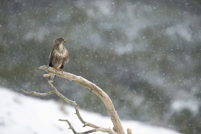 Framed Print : Common buzzard (Buteo buteo) perching on branch in falling snow, Scotland, UK, February Framed Print : Common buzzard (Buteo buteo) perching on branch in falling snow, Scotland, UK, February