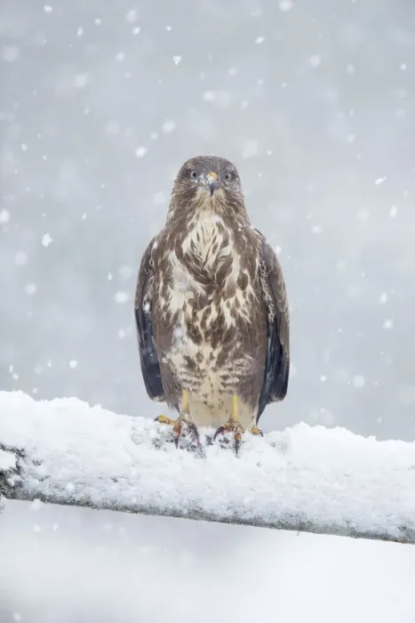 Framed Print : Common buzzard (Buteo buteo) perching on gate in falling snow, Scotland, UK, January