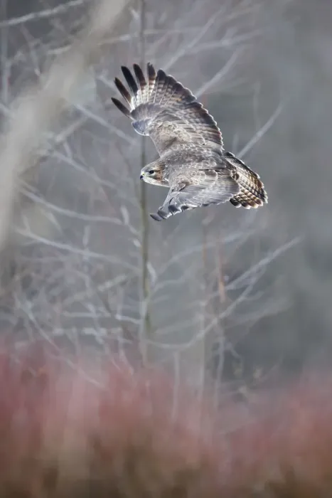 Framed Print : Common buzzard (Buteo buto) flying in the forest. Bialowiela National Park, Poland. January