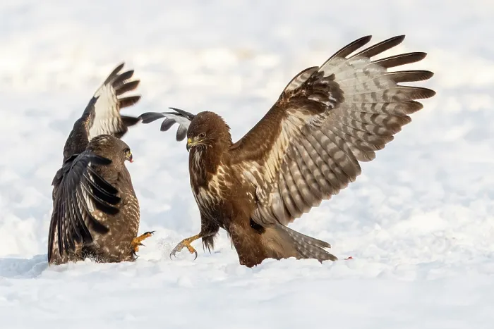 Framed Print : Two Common buzzards (Buteo buteo) fighting over food in snow, Bialowieza Forest UNESCO World Heritage Site, Poland. December Framed Print : Two Common buzzards (Buteo buteo) fighting over food in snow, Bialowieza Forest UNESCO World Heritage Site, Poland. December