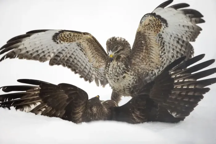 Framed Print : Two common buzzards (Buteo buteo) fighting on ground in snow, Scotland, UK, January Framed Print : Two common buzzards (Buteo buteo) fighting on ground in snow, Scotland, UK, January
