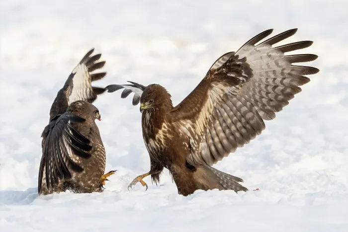 Framed Print : Two Common buzzards (Buteo buteo) fighting in snow, Bialowieza Forest UNESCO World Heritage Site, Poland. December
