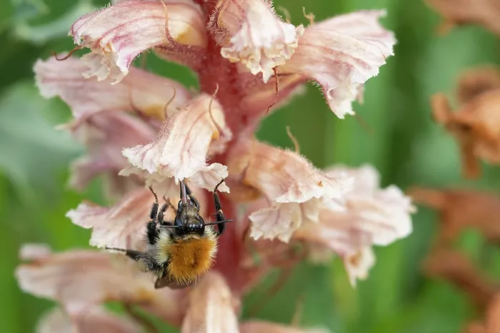 Framed Print : Common carder bumblebee (Bombus pascuorum) nectaring on Amethyst broomrape (Orobanche amethystea) flower, Nijmegen, The Netherlands. May Framed Print : Common carder bumblebee (Bombus pascuorum) nectaring on Amethyst broomrape (Orobanche amethystea) flower, Nijmegen, The Netherlands. May