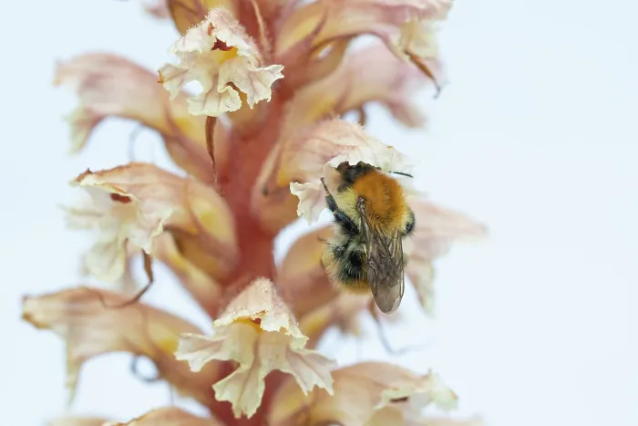 Framed Print : Common carder bumblebee (Bombus pascuorum) nectaring on Amethyst broomrape (Orobanche amethystea) flower, Nijmegen, The Netherlands. May Framed Print : Common carder bumblebee (Bombus pascuorum) nectaring on Amethyst broomrape (Orobanche amethystea) flower, Nijmegen, The Netherlands. May