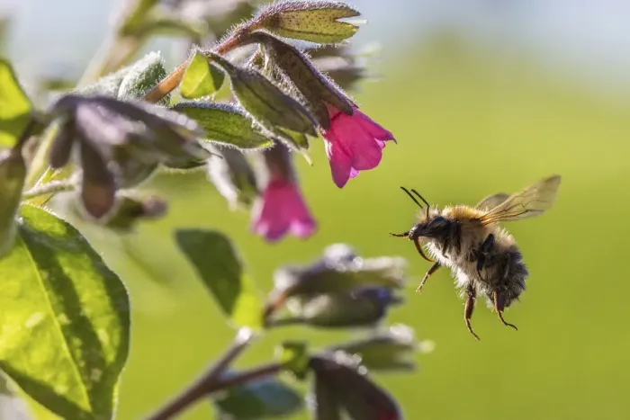 Framed Print : Common carder bumblebee (Bombus pascuorum) visiting Lungwort (Pulmonaria officinalis) Framed Print : Common carder bumblebee (Bombus pascuorum) visiting Lungwort (Pulmonaria officinalis)